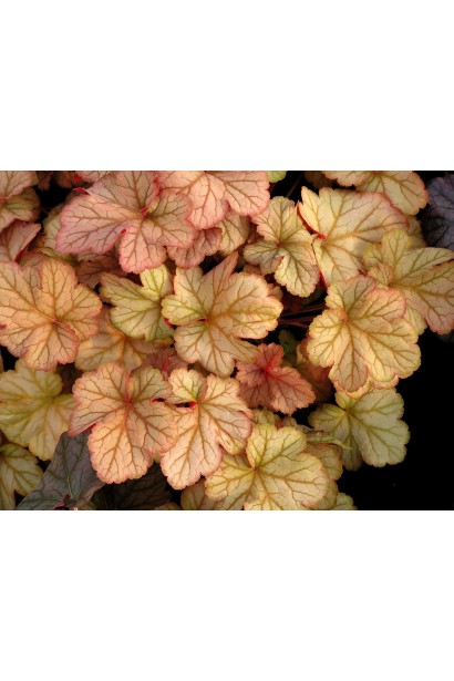 Heuchera hybrida Pinot Gris